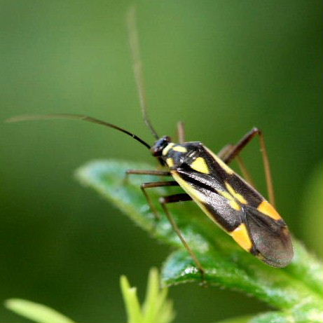 Grypocoris stysi
