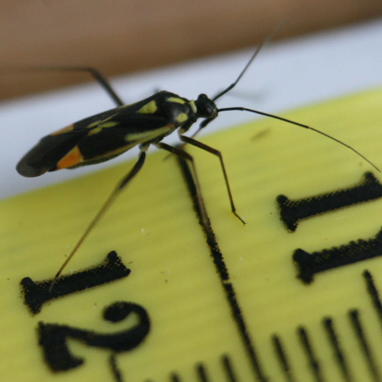 Grypocoris sexguttatus