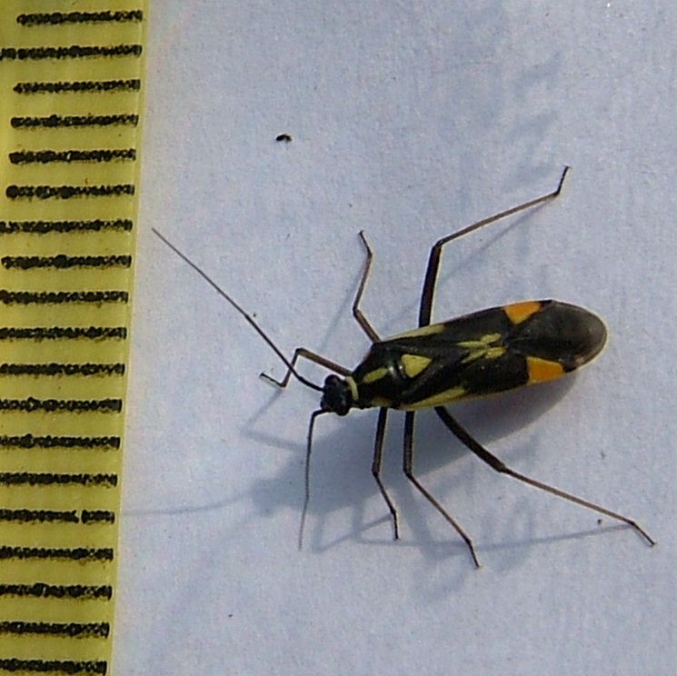 Grypocoris stysi