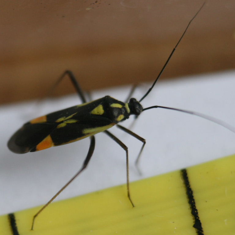 Grypocoris sexguttatus