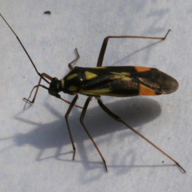 Grypocoris sexguttatus