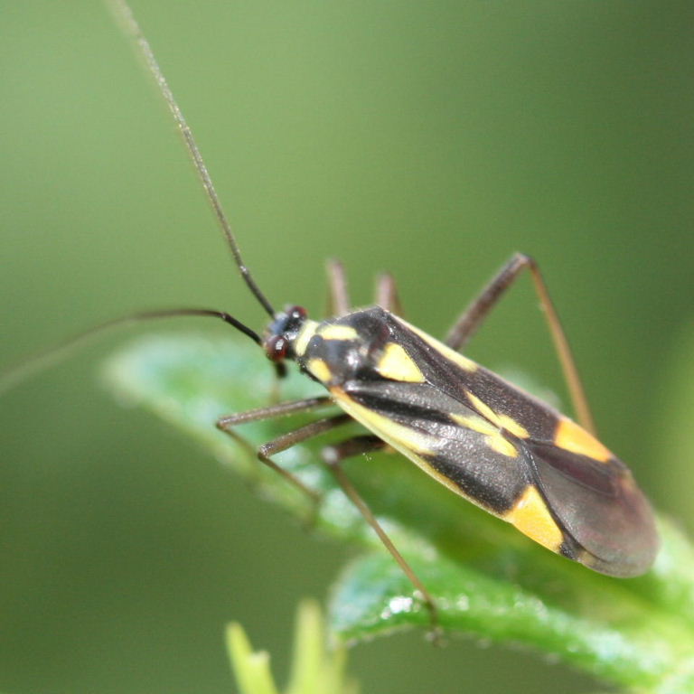 Grypocoris stysi