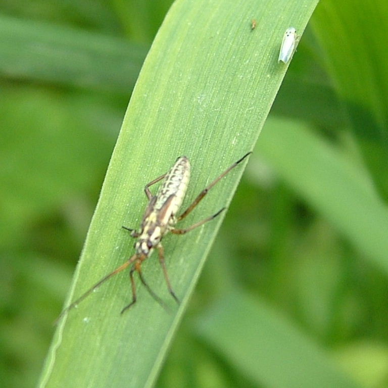 Leptopterna dolabrata