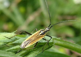 Leptopterna ferrugata