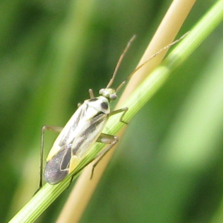 Two-spotted Grass bug