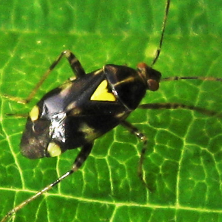 Liocoris tripustulatus bug