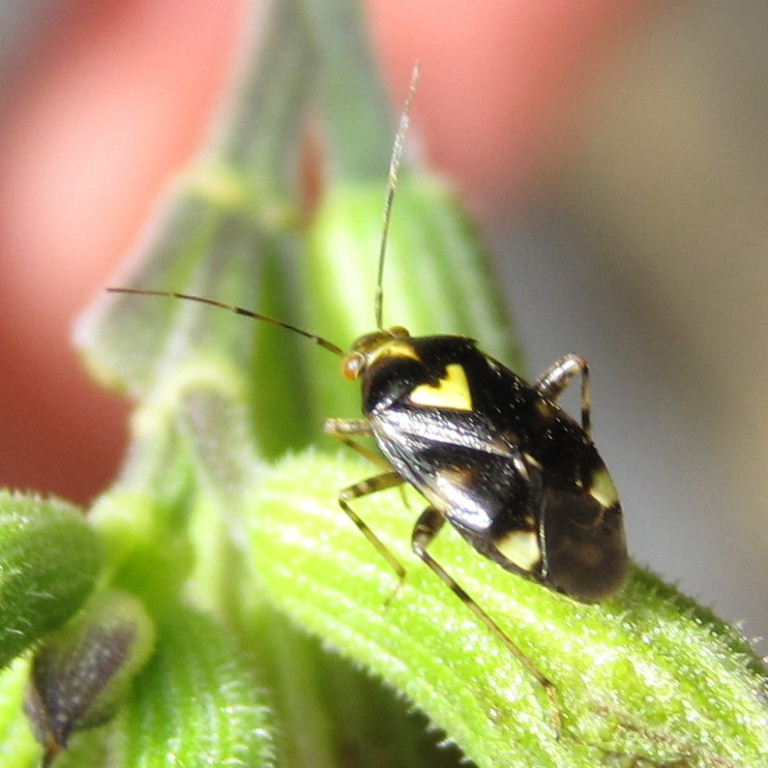 Liocoris tripustulatus bug
