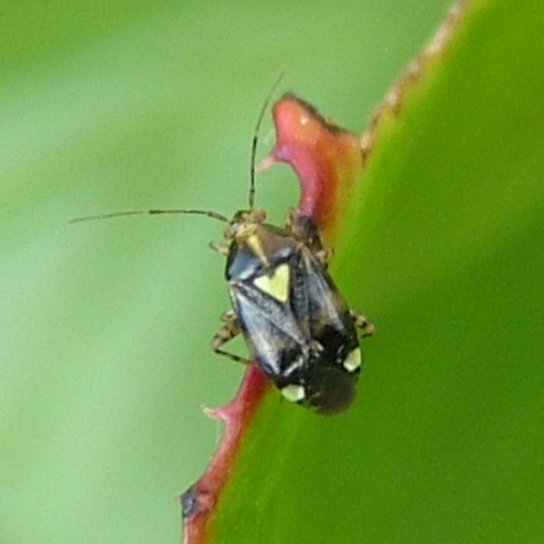 Liocoris tripustulatus bug