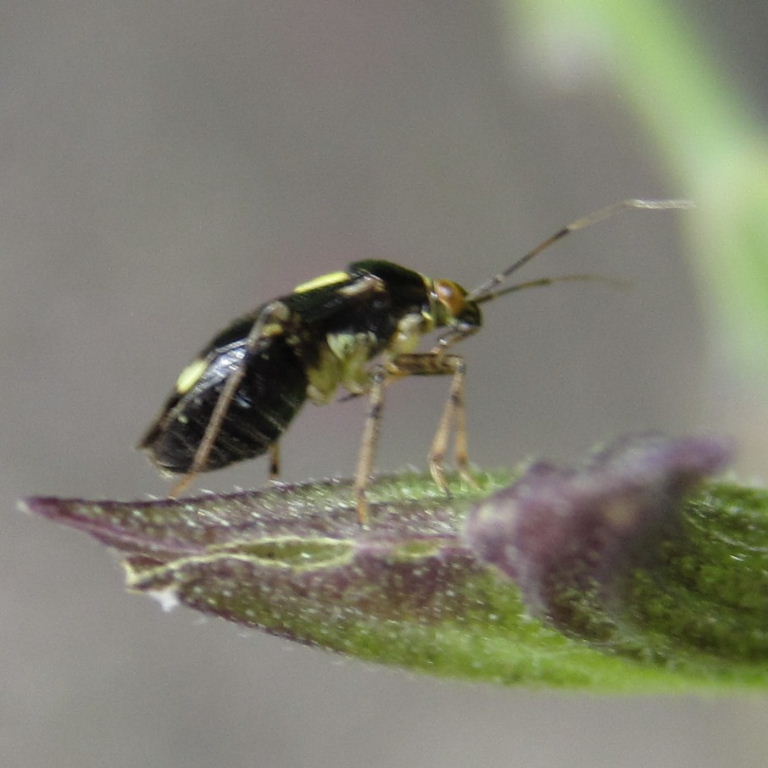 Liocoris tripustulatus bug