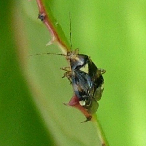 Liocoris tripustulatus bug