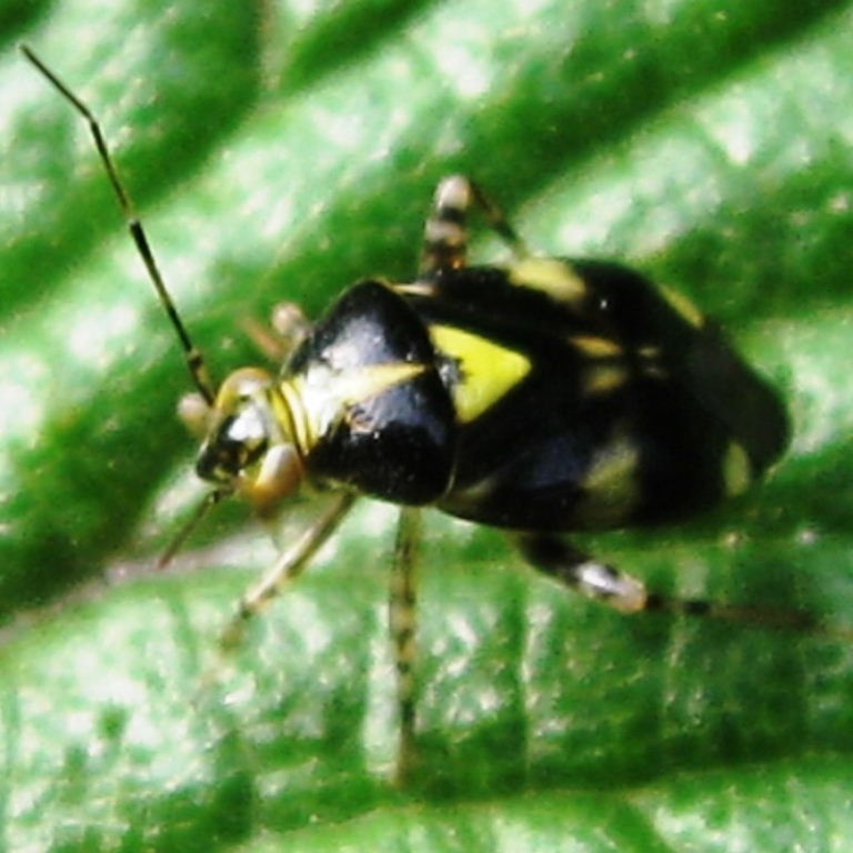 Liocoris tripustulatus bug