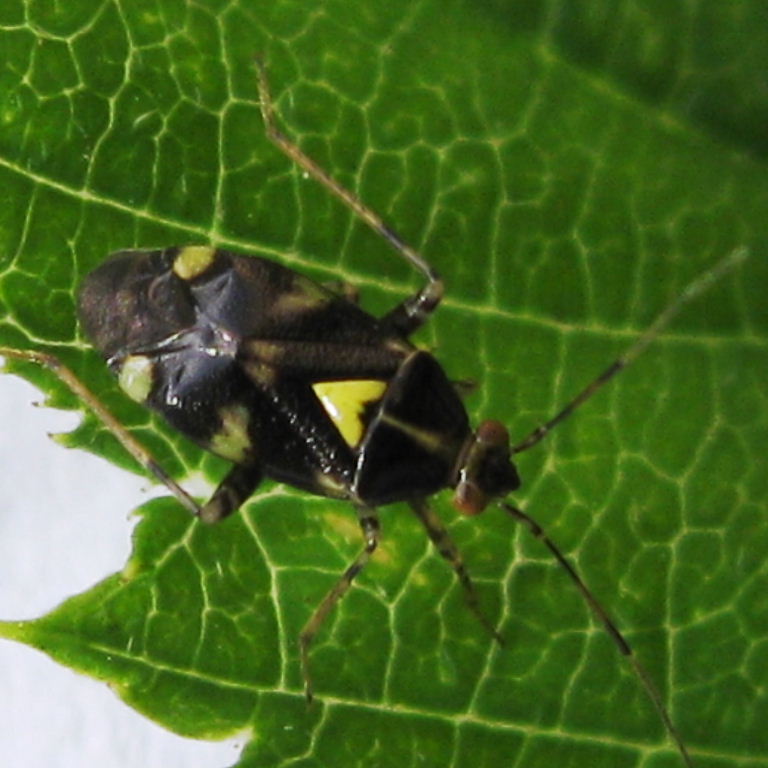 Liocoris tripustulatus bug