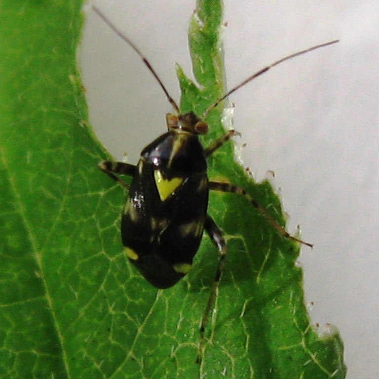 Liocoris tripustulatus bug