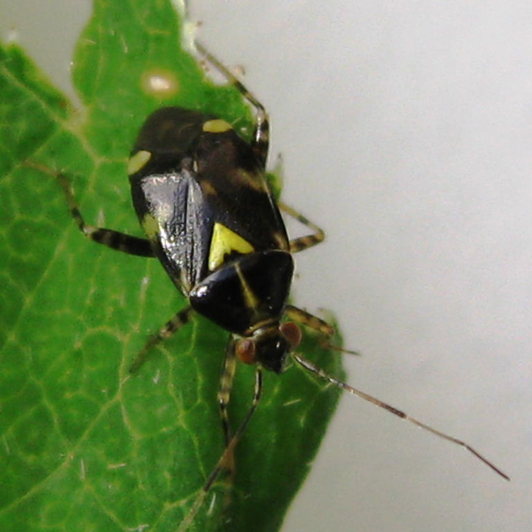 Liocoris tripustulatus bug
