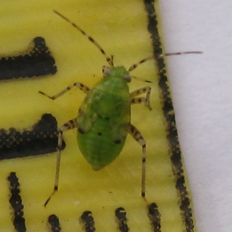 Liocoris tripustulatus bug nymph