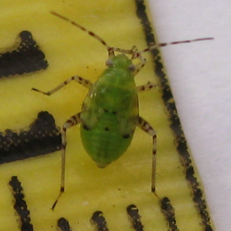 Liocoris tripustulatus bug nymph