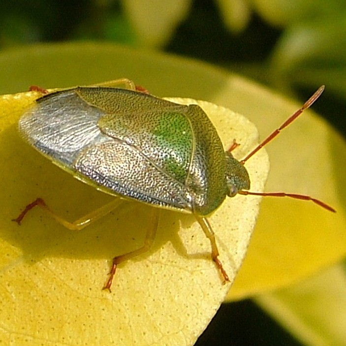 Gorse Shieldbug