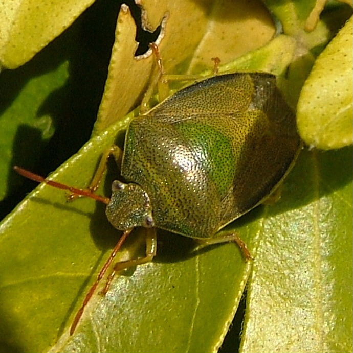 Gorse Shieldbug