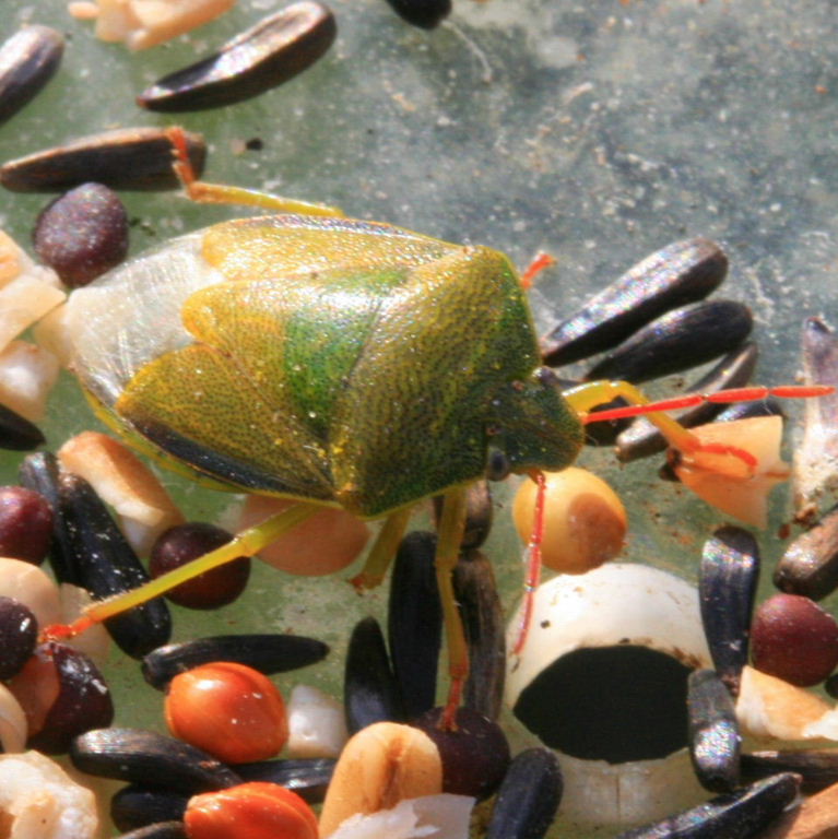 Gorse Shieldbug