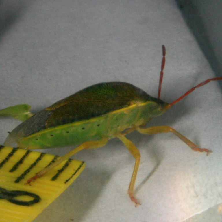 Gorse Shieldbug