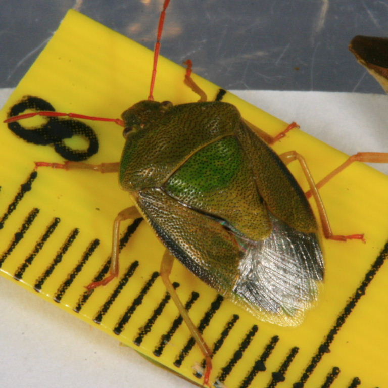 Gorse Shieldbug