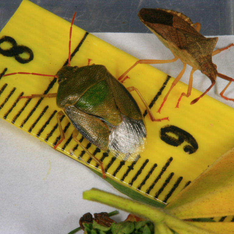 Gorse Shieldbug