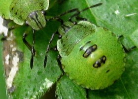 Green Shieldbug nymph
