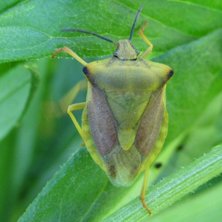 Shieldbug