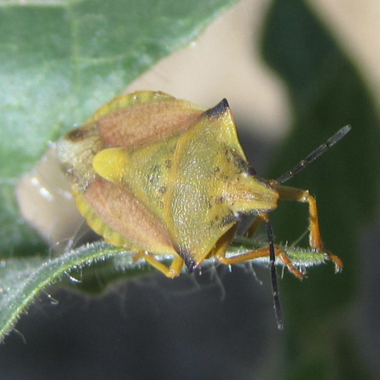 Shieldbug face and shoulders