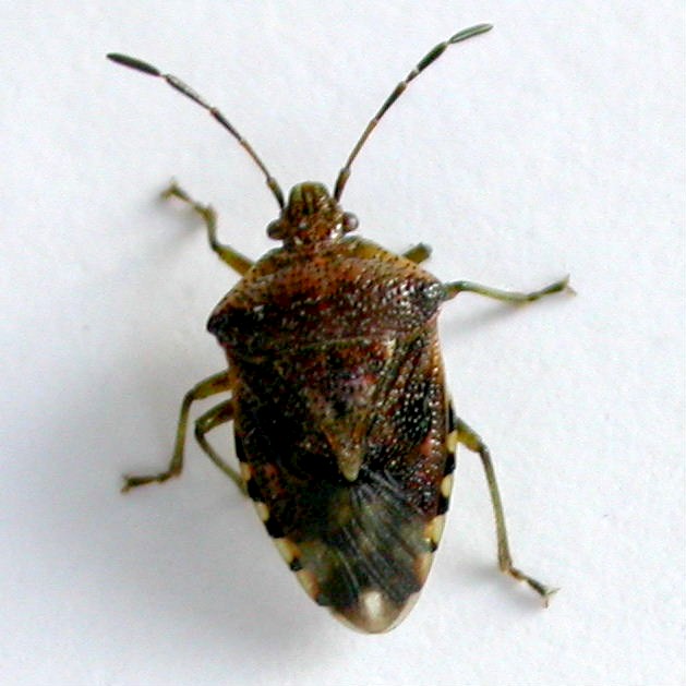 Parent Bug