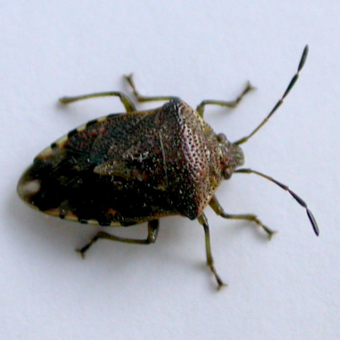 Parent Bug