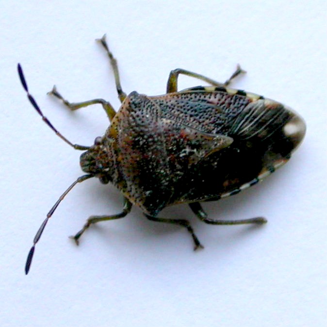 Parent Bug