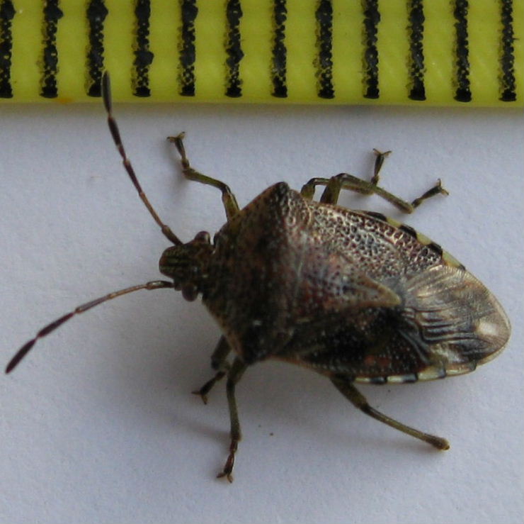 Parent Bug 8mm
