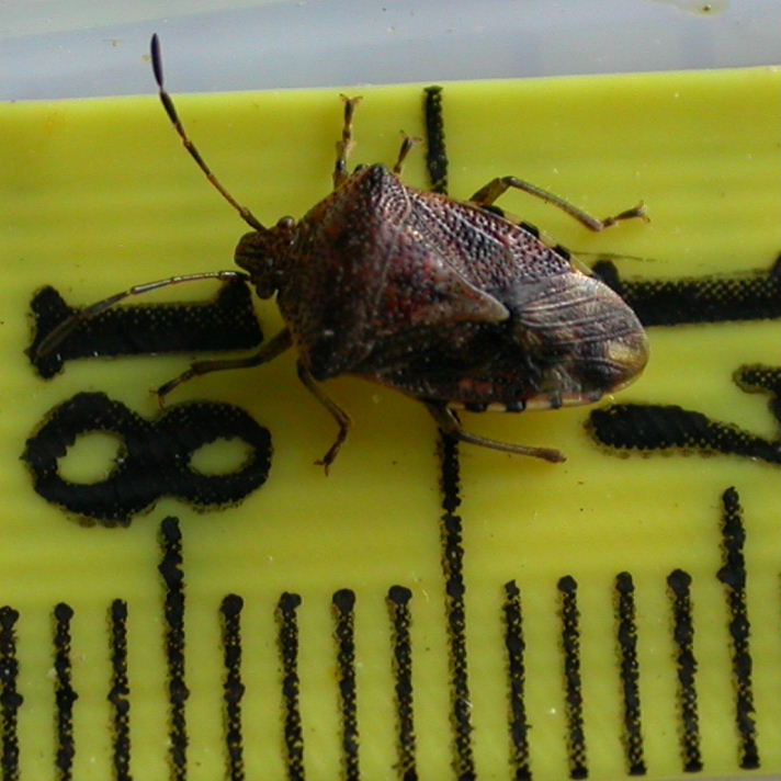 Parent Bug size measurement