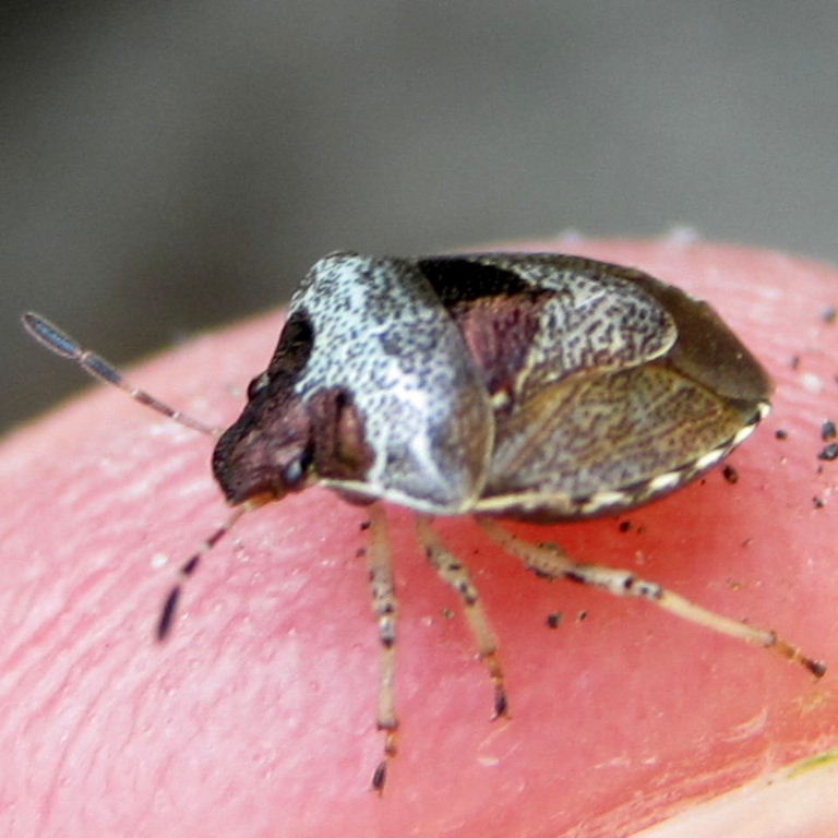 Woundwort Shieldbug