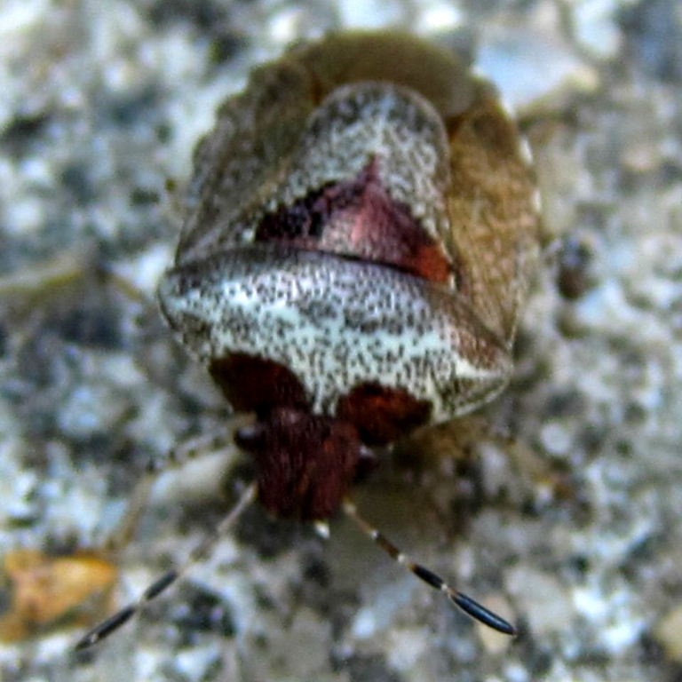 Woundwort Shieldbug