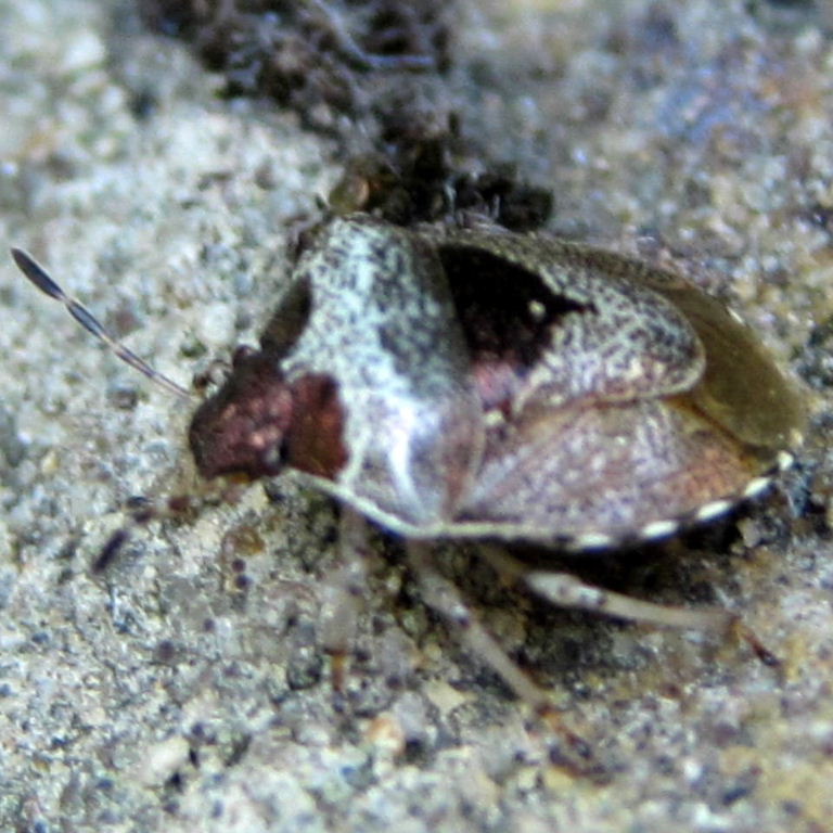 Woundwort Shieldbug