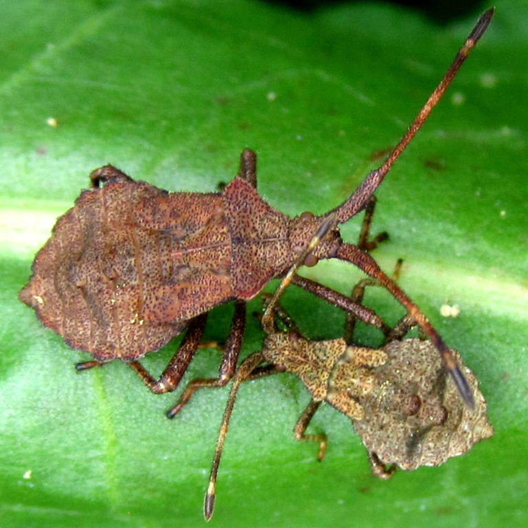 Dock Leaf Bug nymphs - two instars