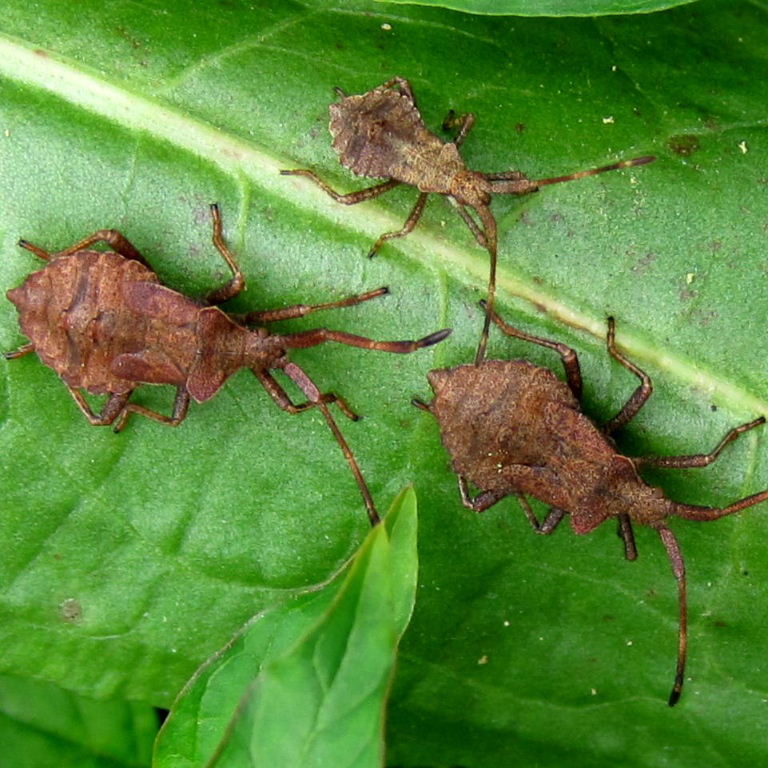 Dock Bug nymphs