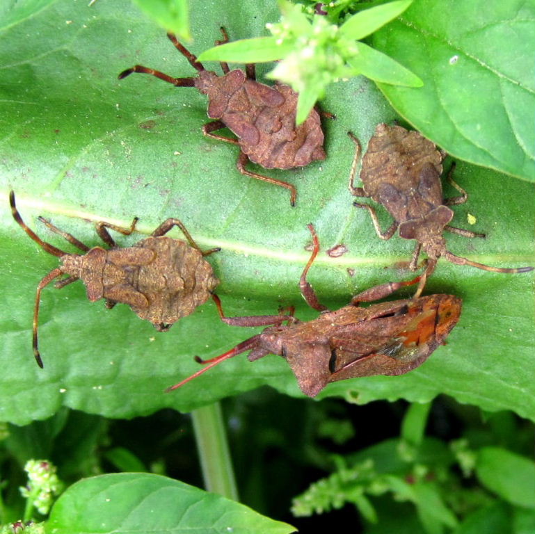Dock Leaf Bugs