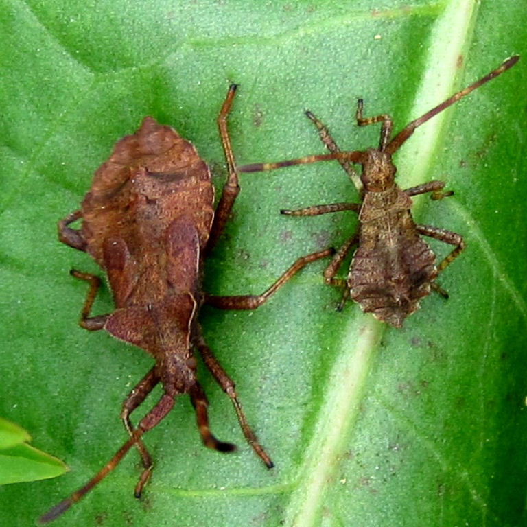 Dock Leaf Bug nymphs