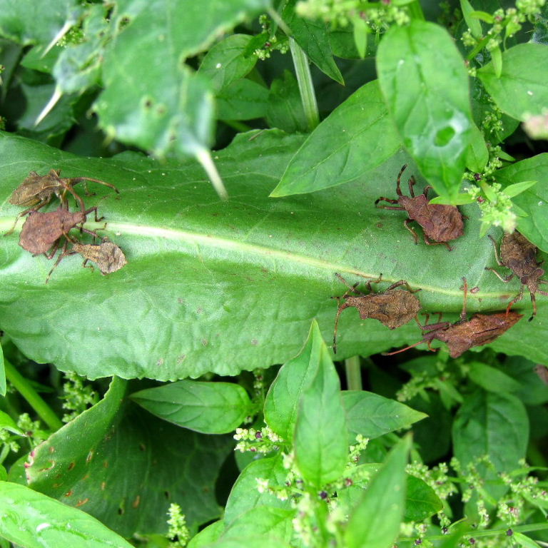 Dock Bugs and nymphs
