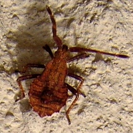 Dock Bug nymph early instar