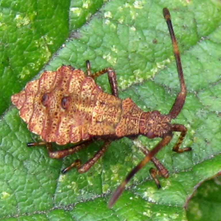 Dock Leaf Bug nymph