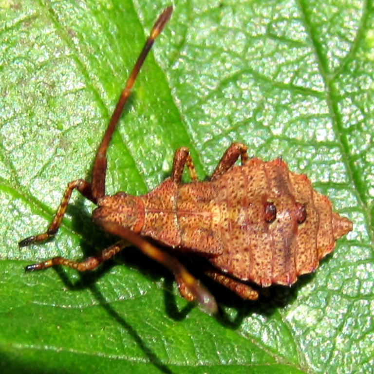 Dock Leaf Bug nymph