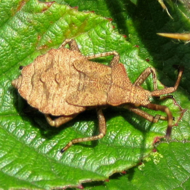 Dock Leaf Bug nymph