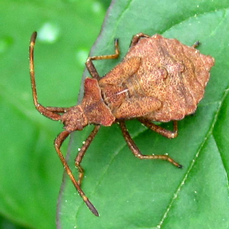Dock Leaf Bug nymph