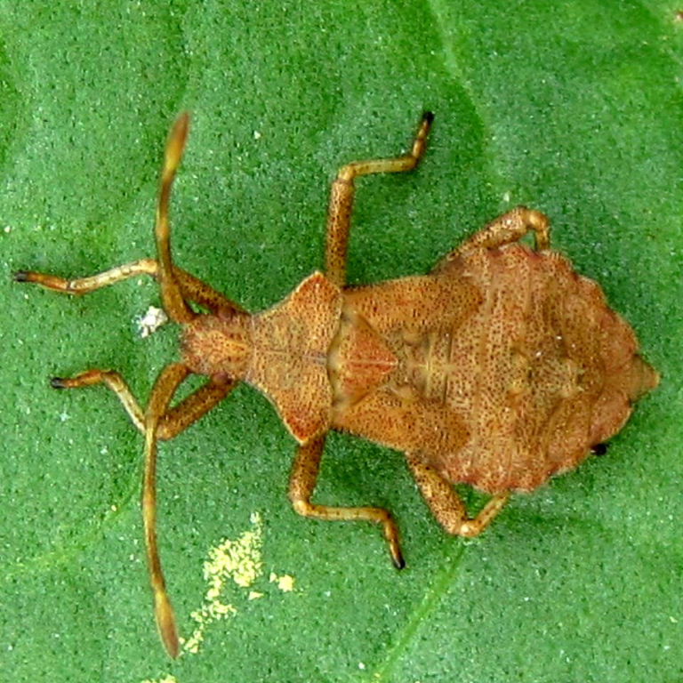 Dock Bug nymph