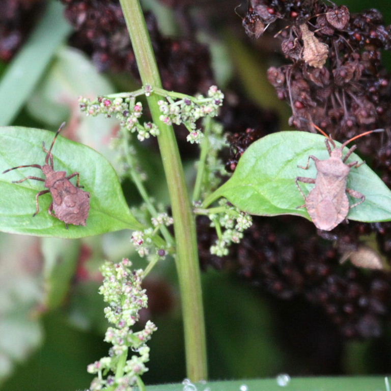 Three Stages of Dock Leaf Bug