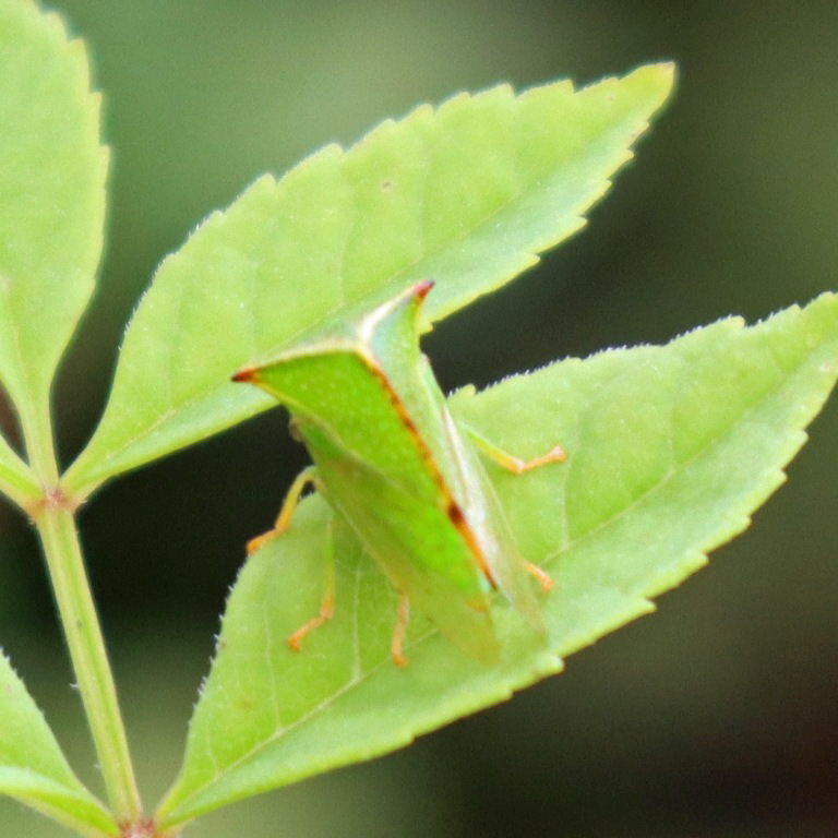 Buffalo Treehopper